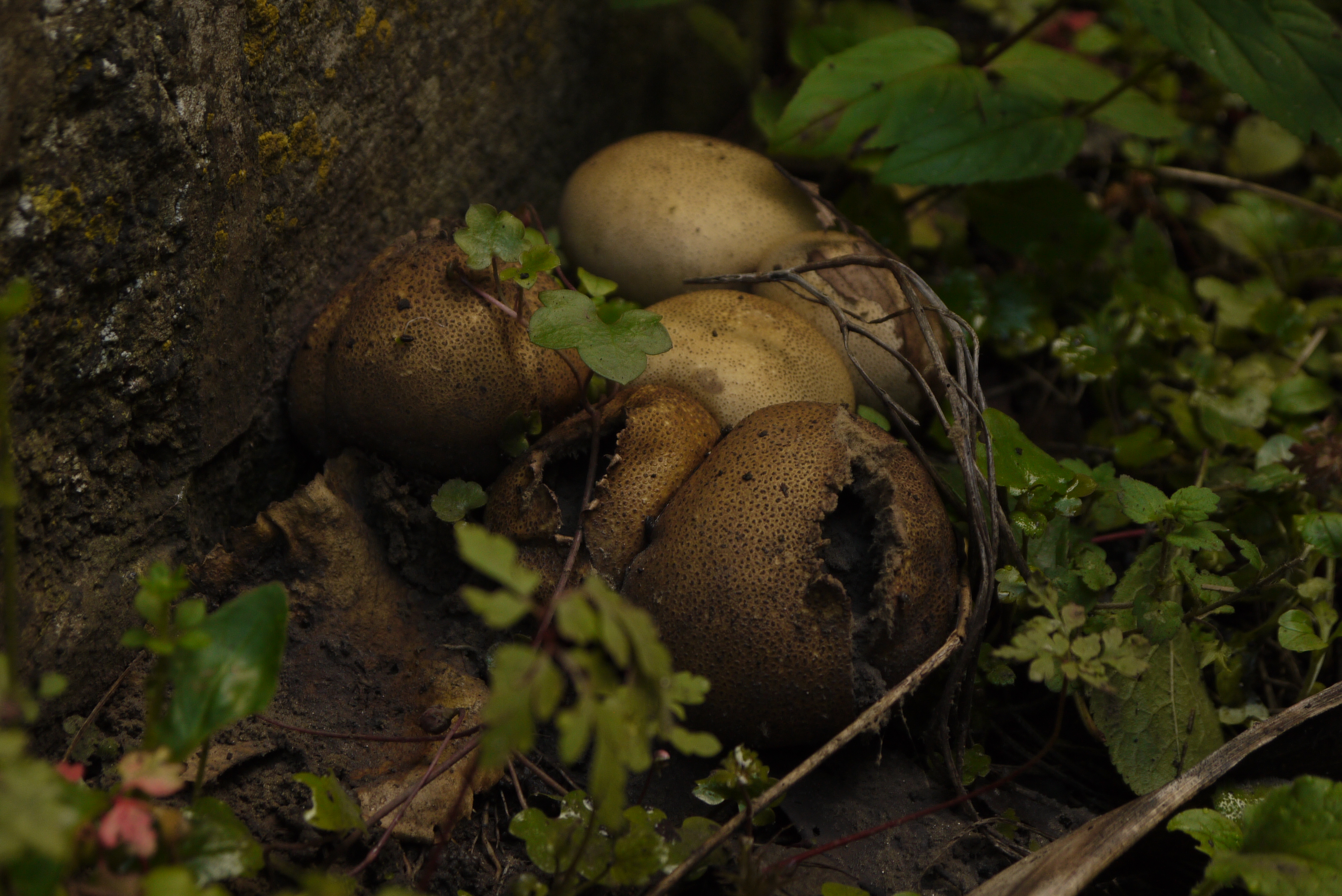 24 9 23 Earthballs