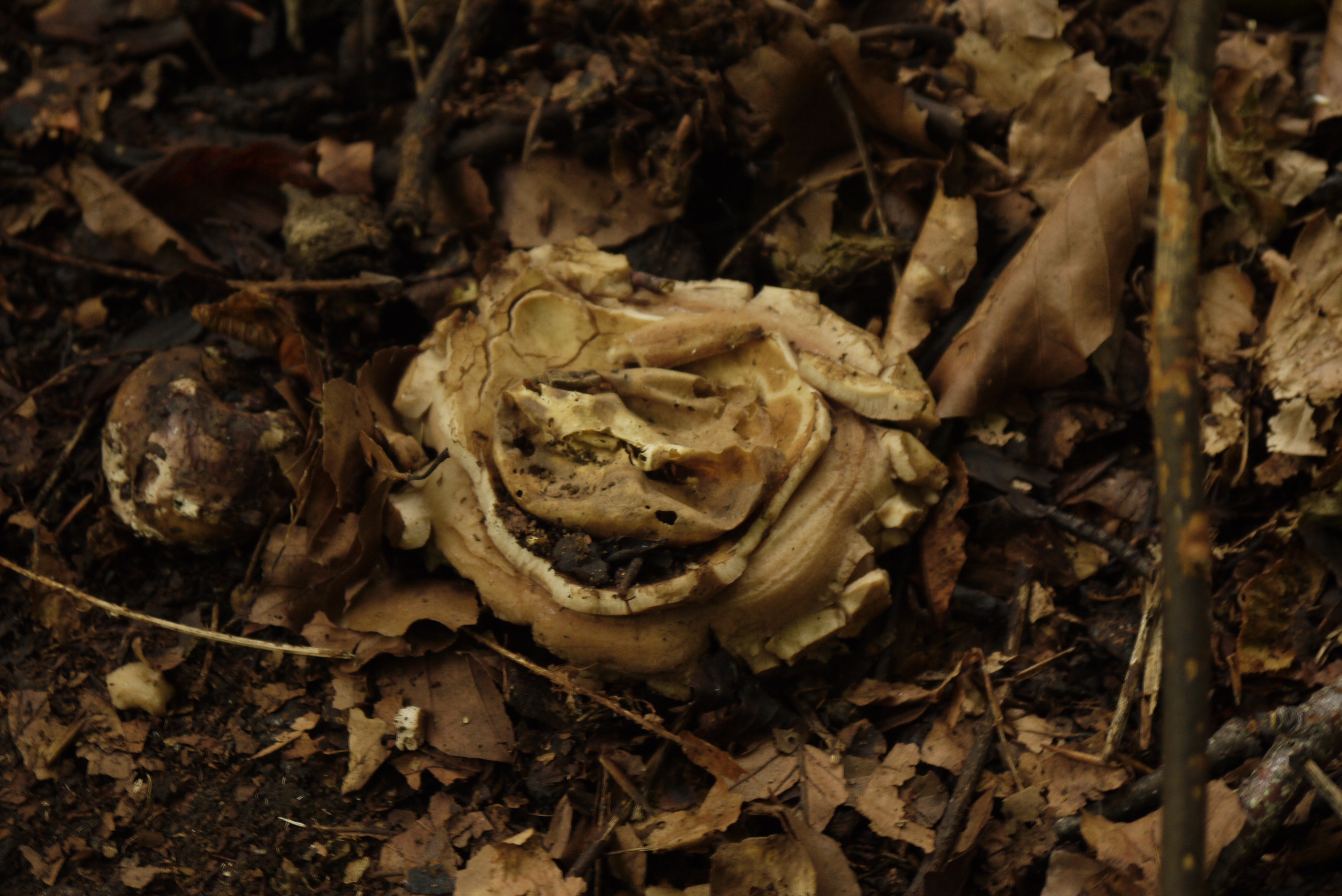24 9 23 Earthstar